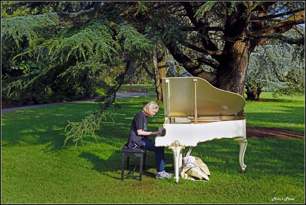 Piano under a tree?...