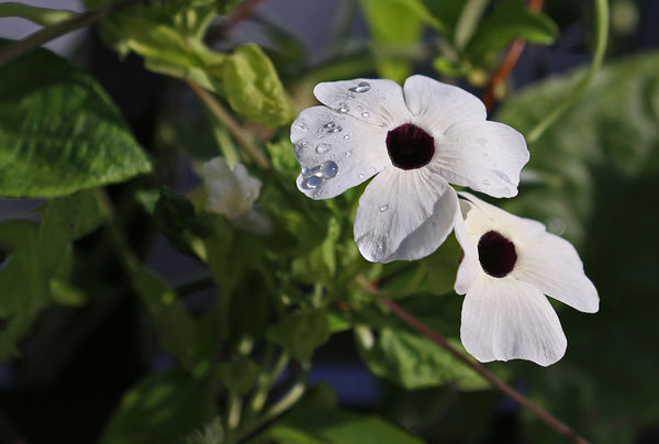 Vinca-like shape and size-all blooms are white wit...
