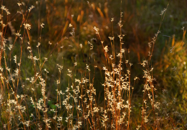 Grasses in the setting sunlight...