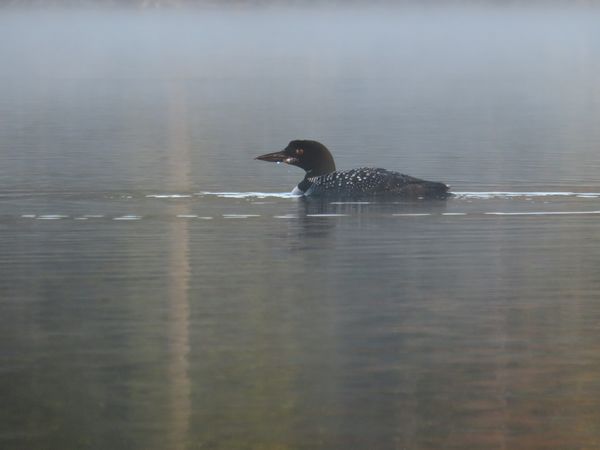 A loon in the morning mist...