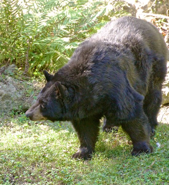 a black bear....