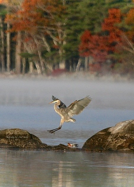 Great Blue Heron -Lake Wentworth in "The Leap"...