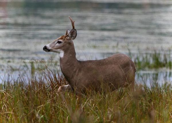 Young Buck in "Waters Edge" broke one antler while...