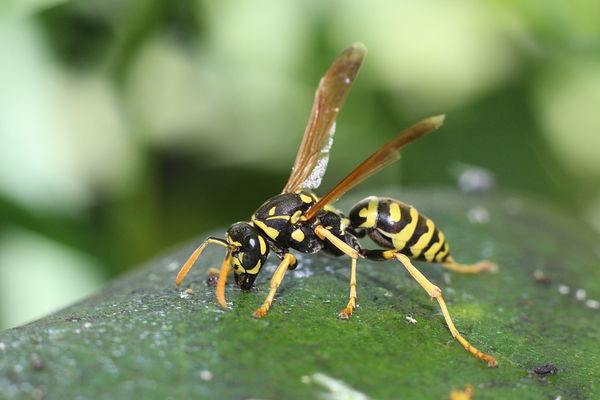 European Paper wasp...