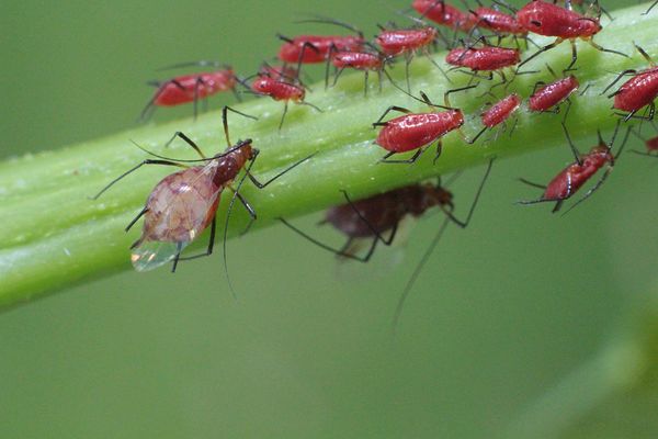 female red aphids...