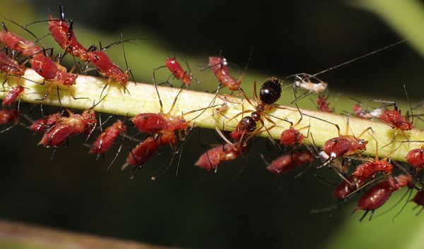 red aphids and a winter ant...