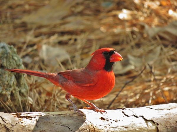 male cardinal...