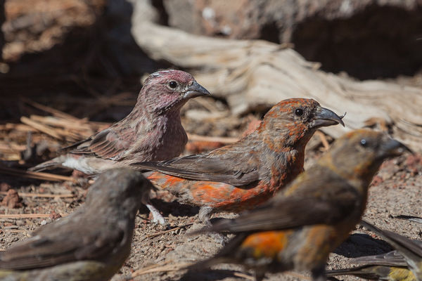 Red Crossbill with cousin House Finch...
