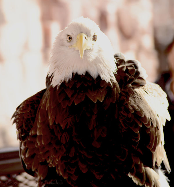 Eagle...