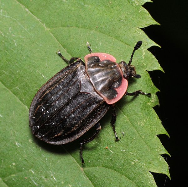 Carrion beetle...