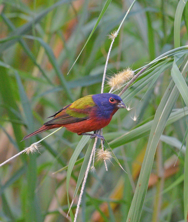 Seed feeding male Painted Bunting...