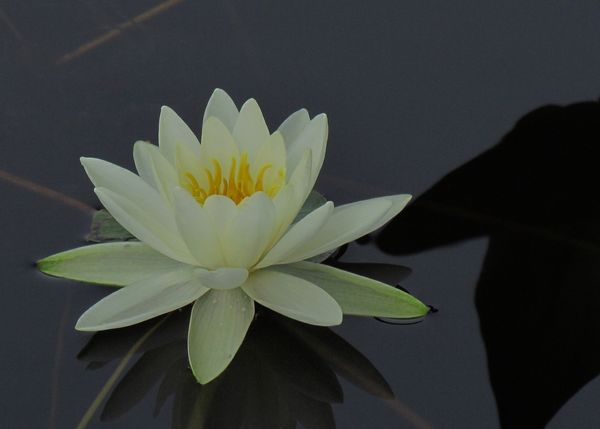 A simple Water Lilly...