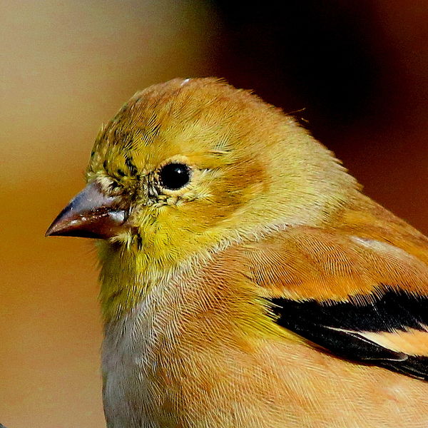American Goldfinch (male) You can tell its male as...