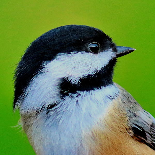 Black-capped Chickadee - lover of sunflower hearts...