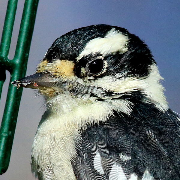 Downy Woodpecker (female) - pecks the suet blocks...