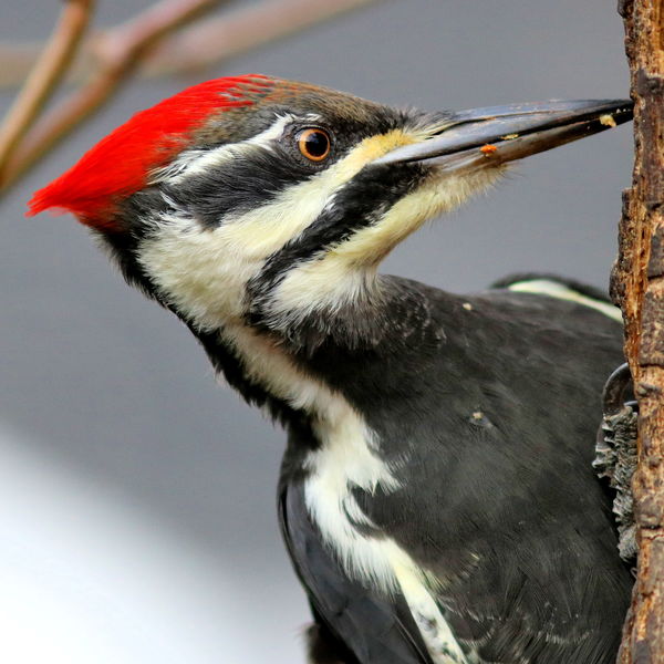 Pileated Woodpecker (female) - big holemaker...