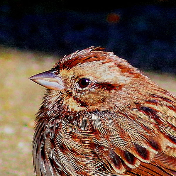 Song Sparrow - sweet singer of the forest...