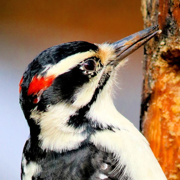 Hairy Woodpecker (male) - loves the peanut suet...