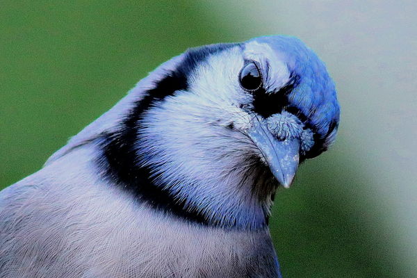 Another Blue Jay, one of my favourites. Was in dee...