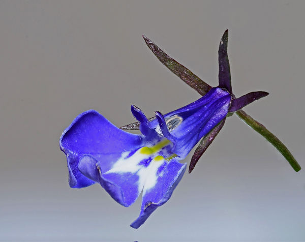 One of our Lobelia flowers which are still in bloo...