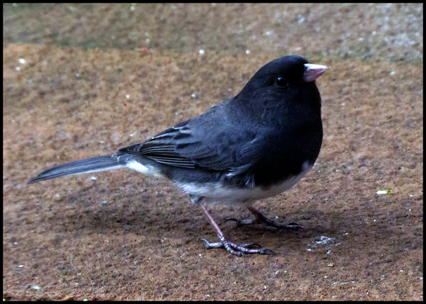 first junco of the season......