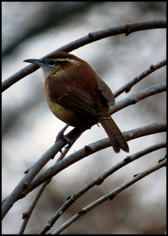 there were a pair of wrens, this was the best shot...