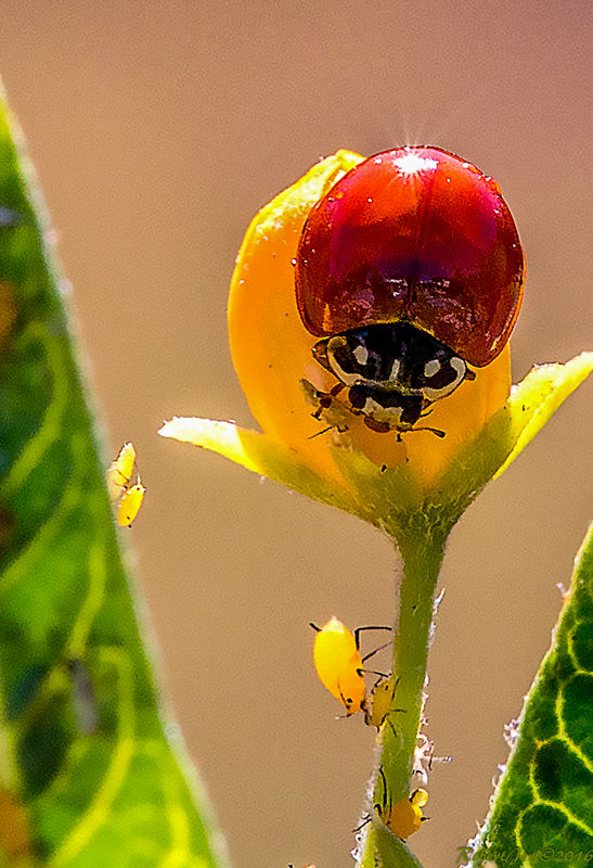 Lady Bug + Aphids...