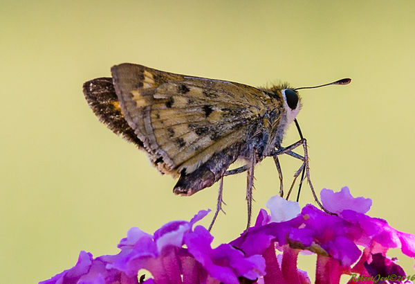 Skipper - the largest of the critters here and it ...