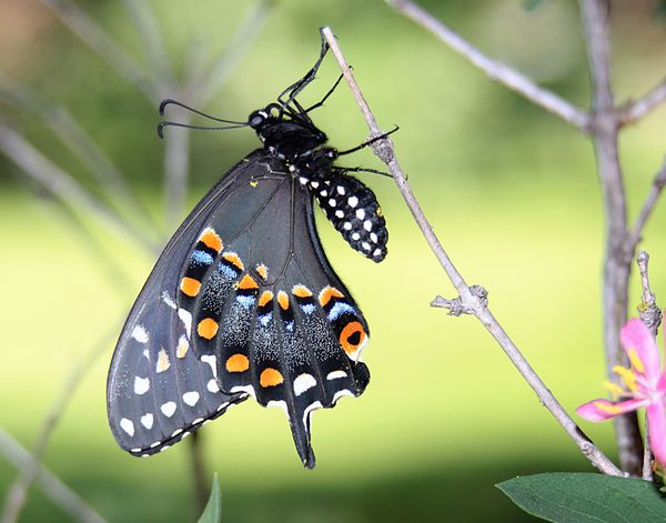 Black swallowtail...