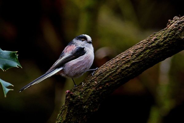 Long tailed tit....
