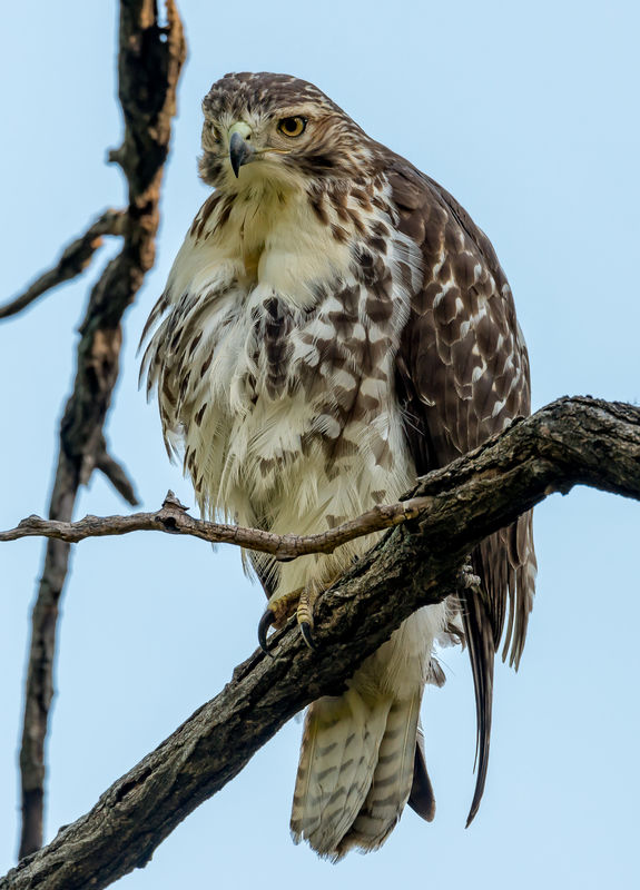 Juvenile Red Tailed Hawk...