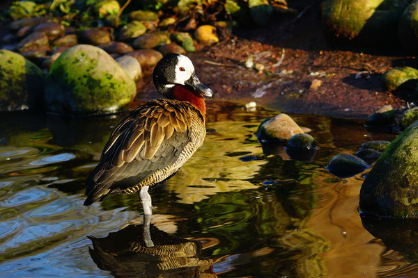 White faced Whistling Duck...