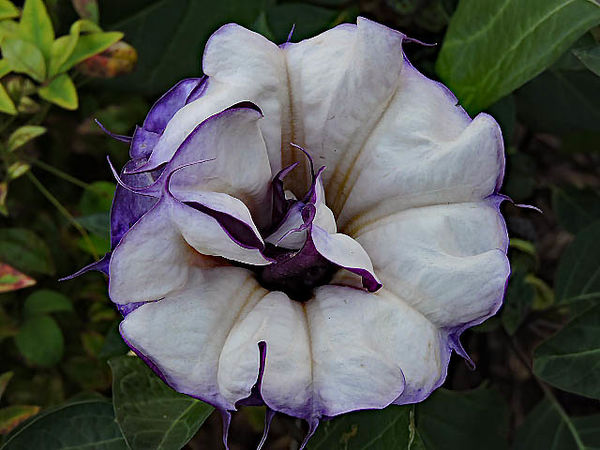Some of the last blooms on the Datura...