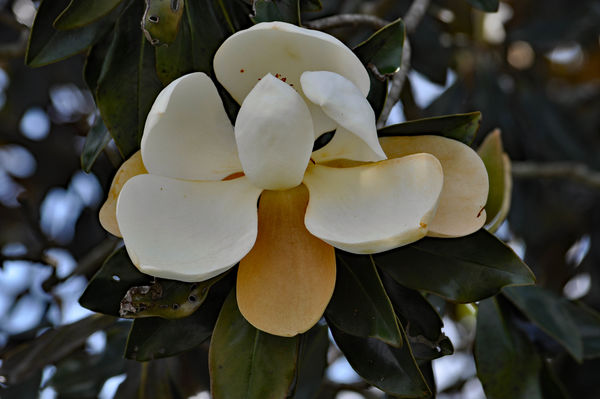 A magnolia blossom...
