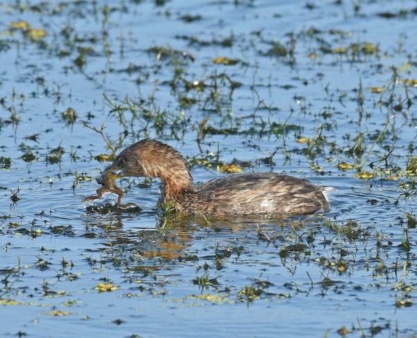 Pied-billed Grebe surfaces with a tasty frog...