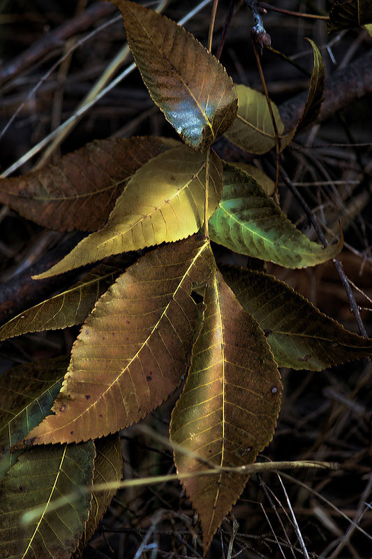 beech leaves...