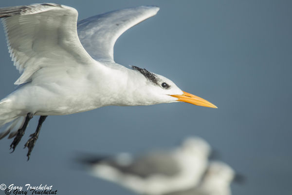 Another Royal Tern with Great Black-backed Gulls...