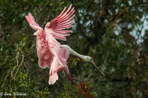 Roseate Spoonbill coming in to roost...