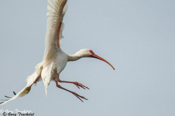White Ibis on approach...