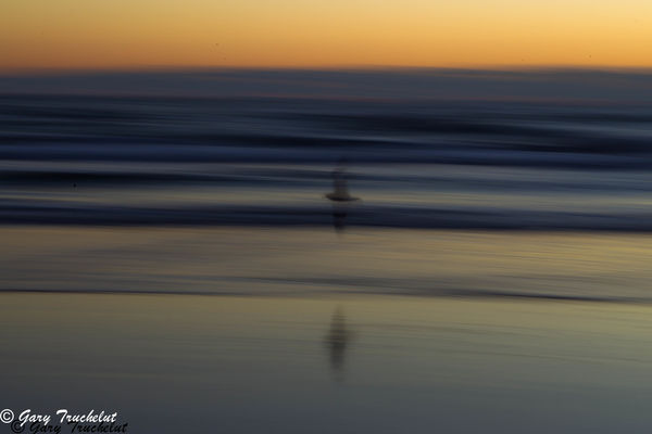 panning with the bird at a slow shutter speed...