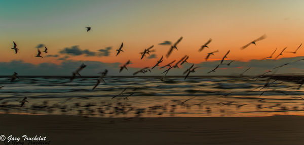 Another attempt at panning with the birds at slow ...