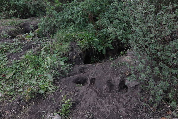 The badgers have many lodgers, the smaller  holes ...