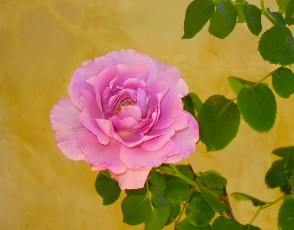 A rose with some saturation...