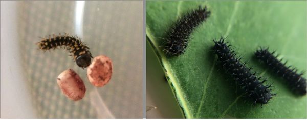 Hatchling (left) and mature 1st instar...