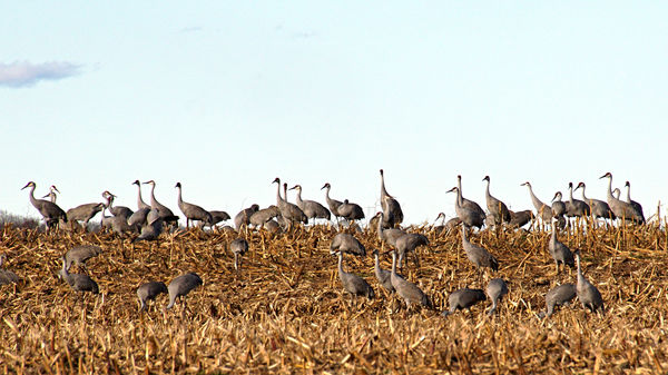 Gathering place for Sand Hill Cranes prior to thei...