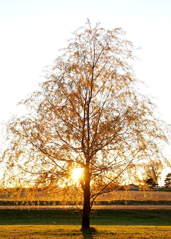 Our weeping willow in late afternoon sun....