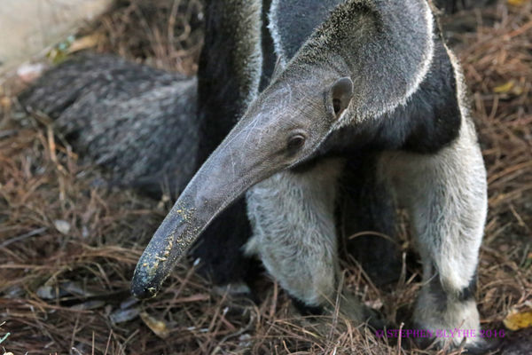 Anteater at ISO 12,000!...