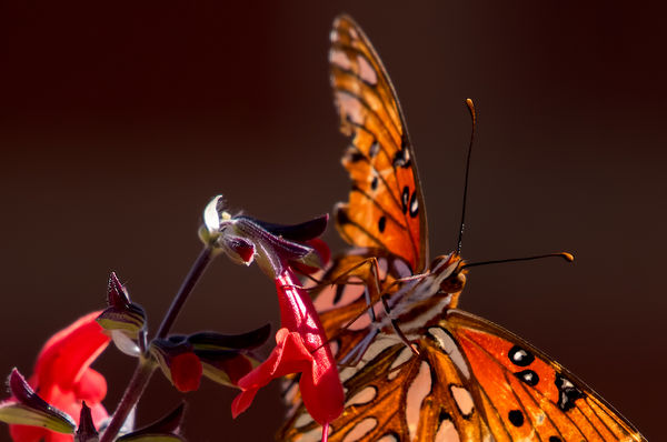 2. Ratty gulf fritillary on what's left of the sal...