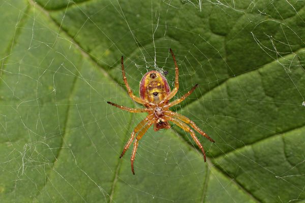 Six spotted orb weaver...