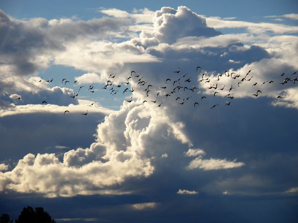 Ducks in flight...